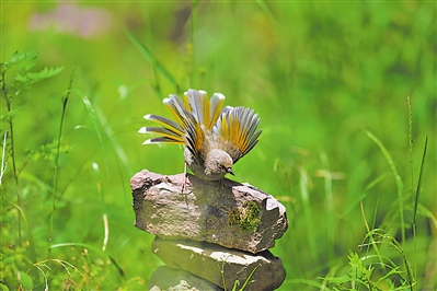     橙翅噪鹛（国家二级保护动物）。