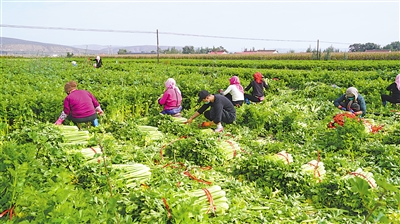 蒋河村通过协商议事，打造4000亩冷凉蔬菜种植基地。
