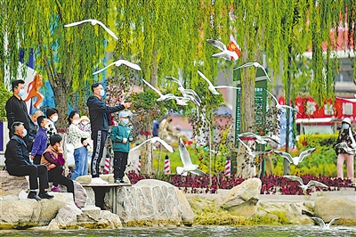  ③ 每逢迁徙季，红嘴鸥千里赴约，在银川各湿地湖泊停留。这幅人与自然和谐相处的画面，已经成为城市“相册”的经典画面。