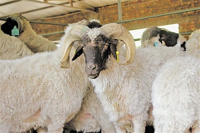 宁夏红寺堡滩羊科技小院饲养的滩羊。<br/>（本版图片均由受访者提供）