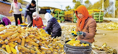 郑妍萍（右一）和帮工们一起捡拾玉米棒。