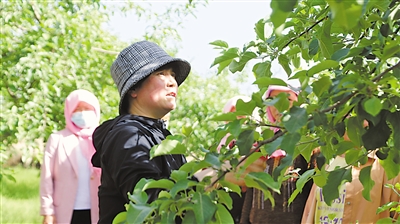 <p>　　姬秀花指导农户种植苹果。</p>