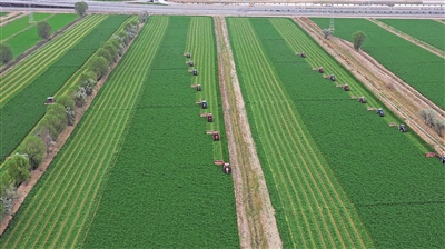 宁夏农垦4万余亩紫花苜蓿全程机械化收割