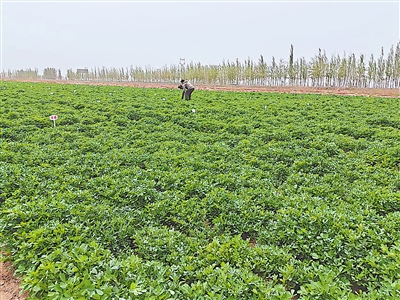 <p>　　紫花苜蓿在轻度盐碱地里获得丰收。　　　　　　　　　　　　　　　　　　　　　　　　　　　　　　　　　　　　　　　　　　　　　　　　　　　　　　　　　　　　　　　　　　　　　　　　　　　　　　　　　　　　　　　　　　　　　　　　　　　　　　　　　　　　本报记者　张国长　摄</p>