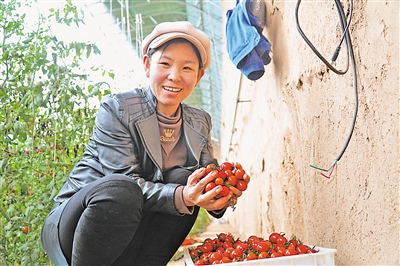 润丰村村民采摘小番茄。产业帮扶已成为群众增收的主要措施。
