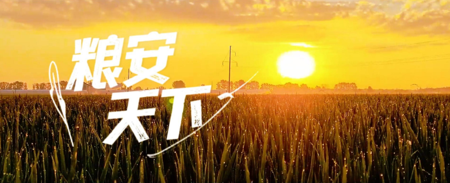 微视频丨粮安天下