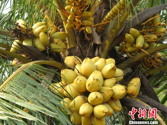 中国椰子产业潜力大 发展面临诸多困境