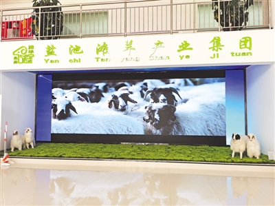 <p>　　盐池滩羊产业集团展厅内，播放的滩羊产业情况介绍宣传片。</p>