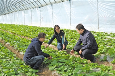 <p>　　于蓉和种植户讨论种植技术。</p><p>　　本报记者　张瑛　摄</p>
