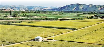 <p>　　火集村300多亩小麦丰收了。</p>