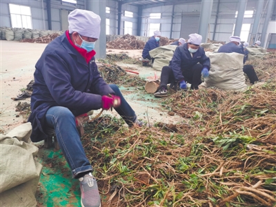 p 隆德县康普中药材专业合作社种植的板蓝根已经被公司收购/p>