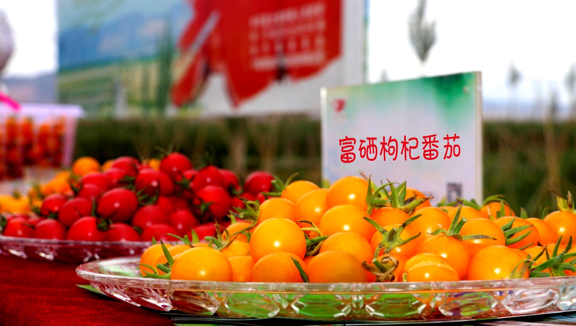 禹尧庄园培育创新品种——富硒枸杞番茄.jpg