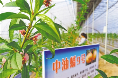 <p>　　大棚内桃花盛开。</p>