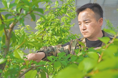 <p>　　科技让果树提前开花挂果。</p>