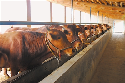 <p>　　肉牛养殖。</p>
