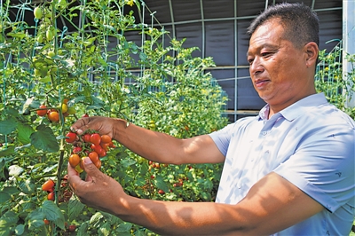 <p>　　小番茄销往北上广。</p>