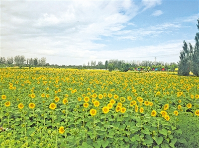 <p>　　杨和镇王太堡农业休闲观光园</p>