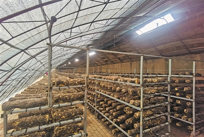 <p>　　发展菌菇产业，助力移民致富。</p>