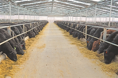 <p>　　肉牛规模化养殖。</p>