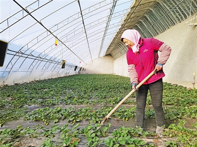 <p>　　联星村村民在采摘园打工增收。</p>