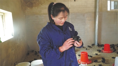 <p>　　王玉兰像照顾孩子般精心照料小鸡。</p>