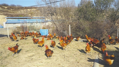<p>　　成群的鸡在林间觅食。</p>