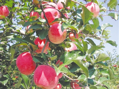 <p>　　富硒苹果挂满枝。</p>