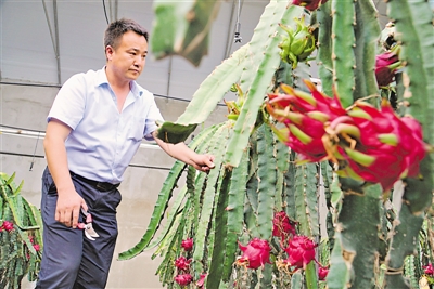 <p>　　杨波栽种的火龙果，一棚一年能卖10万元。</p>
