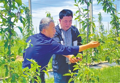 <p>　　发展经果林。</p>
