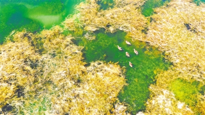 <p>　　葫芦河上野鸭嬉戏。</p>