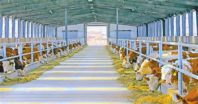    肉牛产业为农牧业“强筋壮骨”。