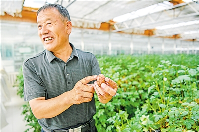     首次采用马铃薯脱毒水培苗技术，提高原原种培育效益。