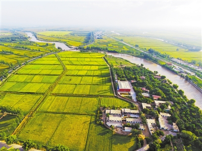 <p>　　青铜峡市大力发展绿色有机农业，万亩稻田美如画。</p>