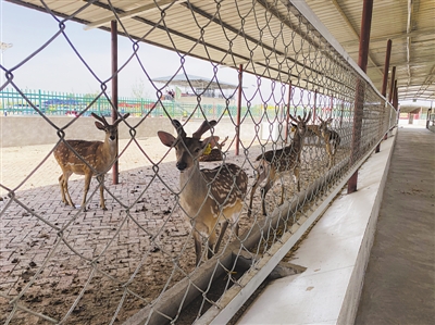 <p>　　隆源村梅花鹿养殖基地。</p>