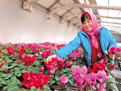 <p>　　盛唐花卉小镇目前已培育花卉品种300余种。</p>