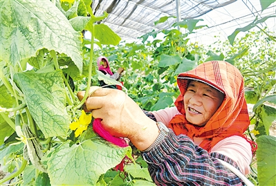 <p>　　村民在制种基地为西红柿苗授粉。</p>