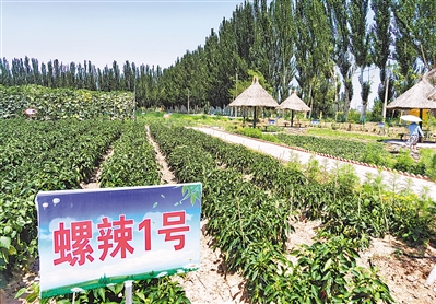 <p>　　黄渠桥镇五星村蔬菜制种园区。</p>