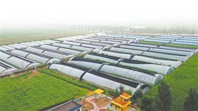 <p>　　　　青铜峡市大坝镇韦桥村设施农业。</p>