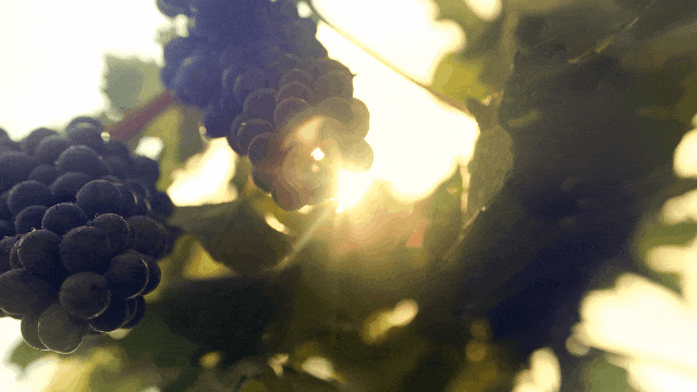 3.gif