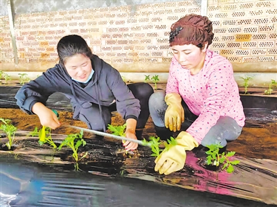 <p>　　研究生马玲（左）指导农民种植西红柿。</p>