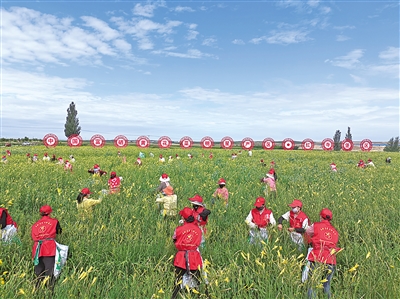 <p>　　　　黄花菜采摘技能竞赛现场。</p><p>　　　　（图片由红寺堡区委宣传部提供）</p>