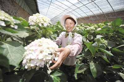 <p>　　花卉产业</p>