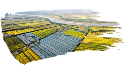 白马乡和鸣沙镇黄河沿岸的麒麟瓜和富硒水稻种植示范区。