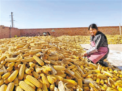 <p>　　段秀琴用玉米棒做羊饲料。</p>