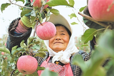 <p>　　“彭阳苹果”等农业区域公用品牌不断提升。</p>