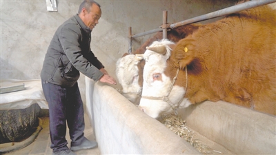 <p>　　刘克瑞喂牛。</p>