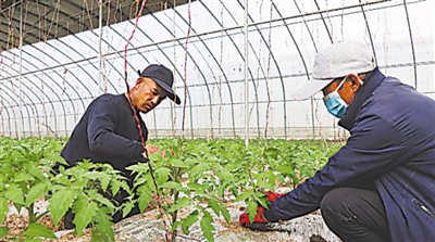<p>　　姚伏镇插花移民在大棚里忙碌。</p>