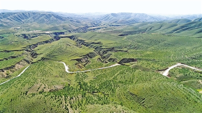 <p>　　昔日荒山披绿装。</p>
