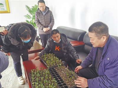 <p>　　农林科学院的专家正在给宁夏艺桓农业发展有限公司育的西瓜苗“诊断”。</p>