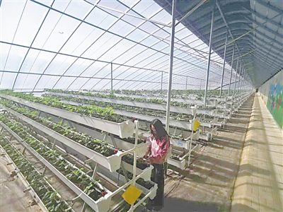 <p>　　种植户在山水沟村特色产业园进行立体化草莓栽培。</p>